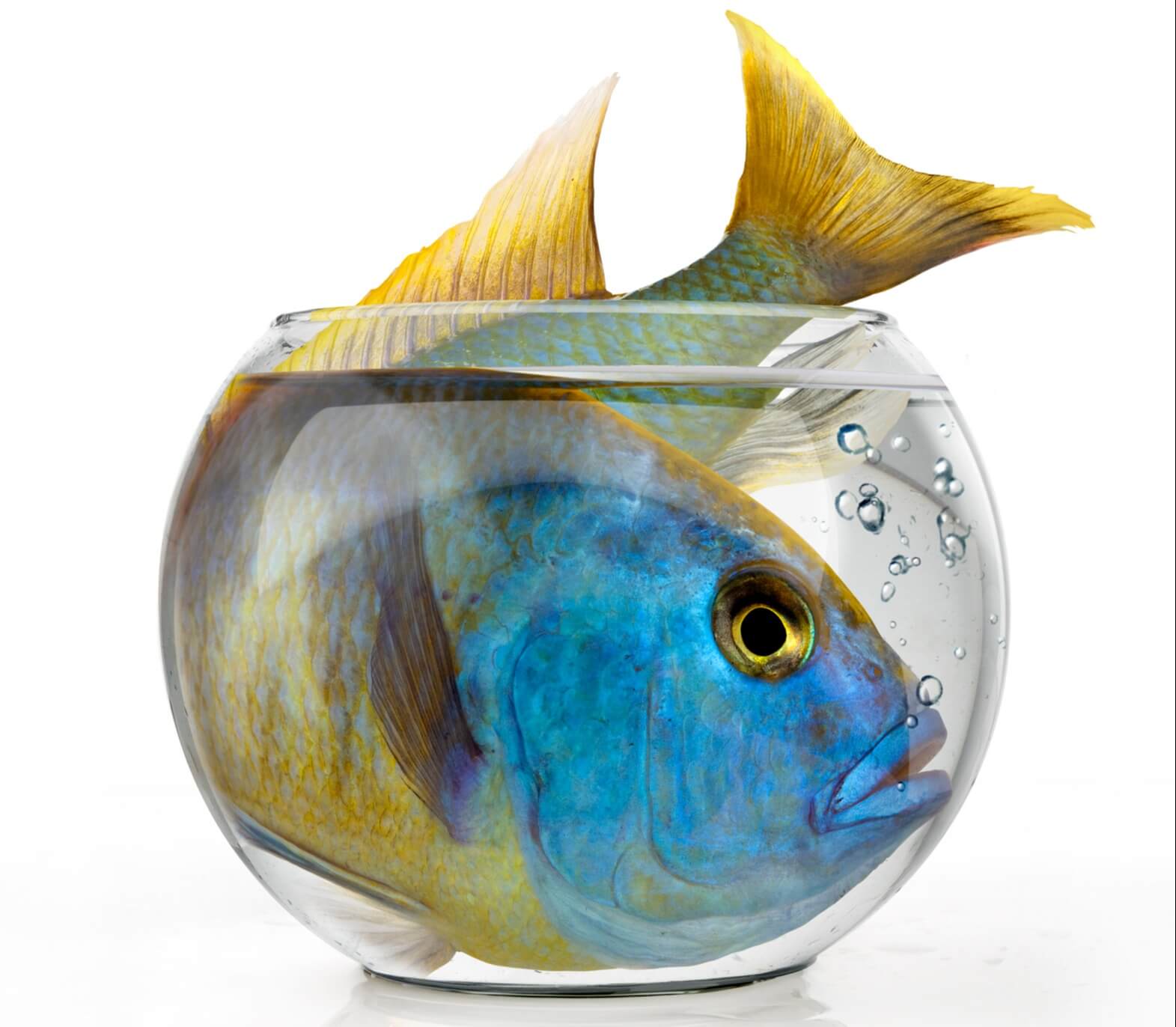 Have you Outgrown Your Current PEO?